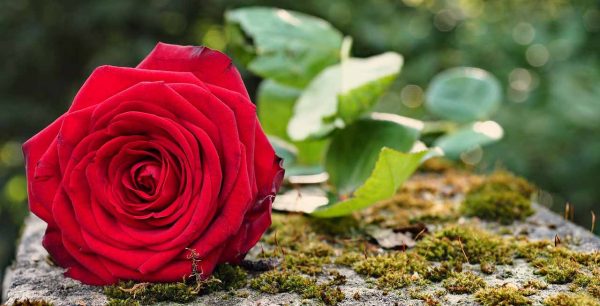 A single red rose placed on granite.